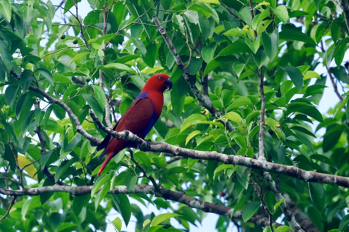 Papuan Eclectus - ML642419469