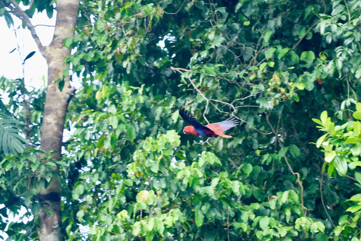 Papuan Eclectus - ML642419470