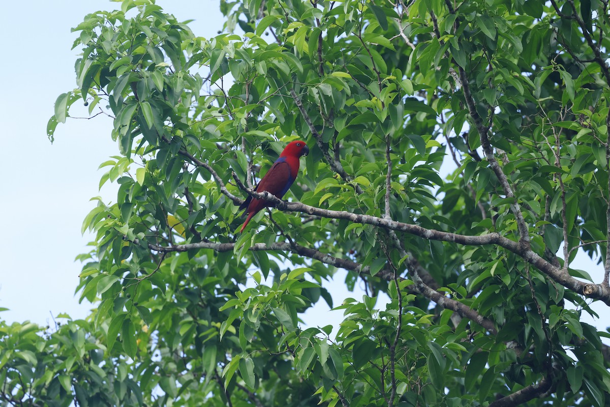 Papuan Eclectus - ML642419471