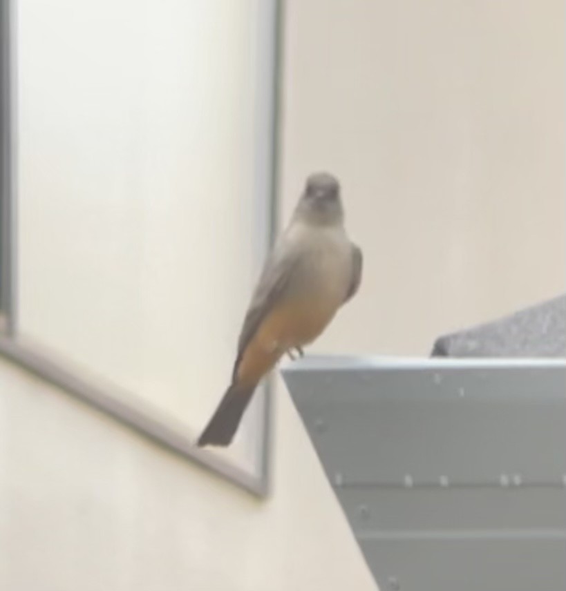 Say's Phoebe - ML642419491