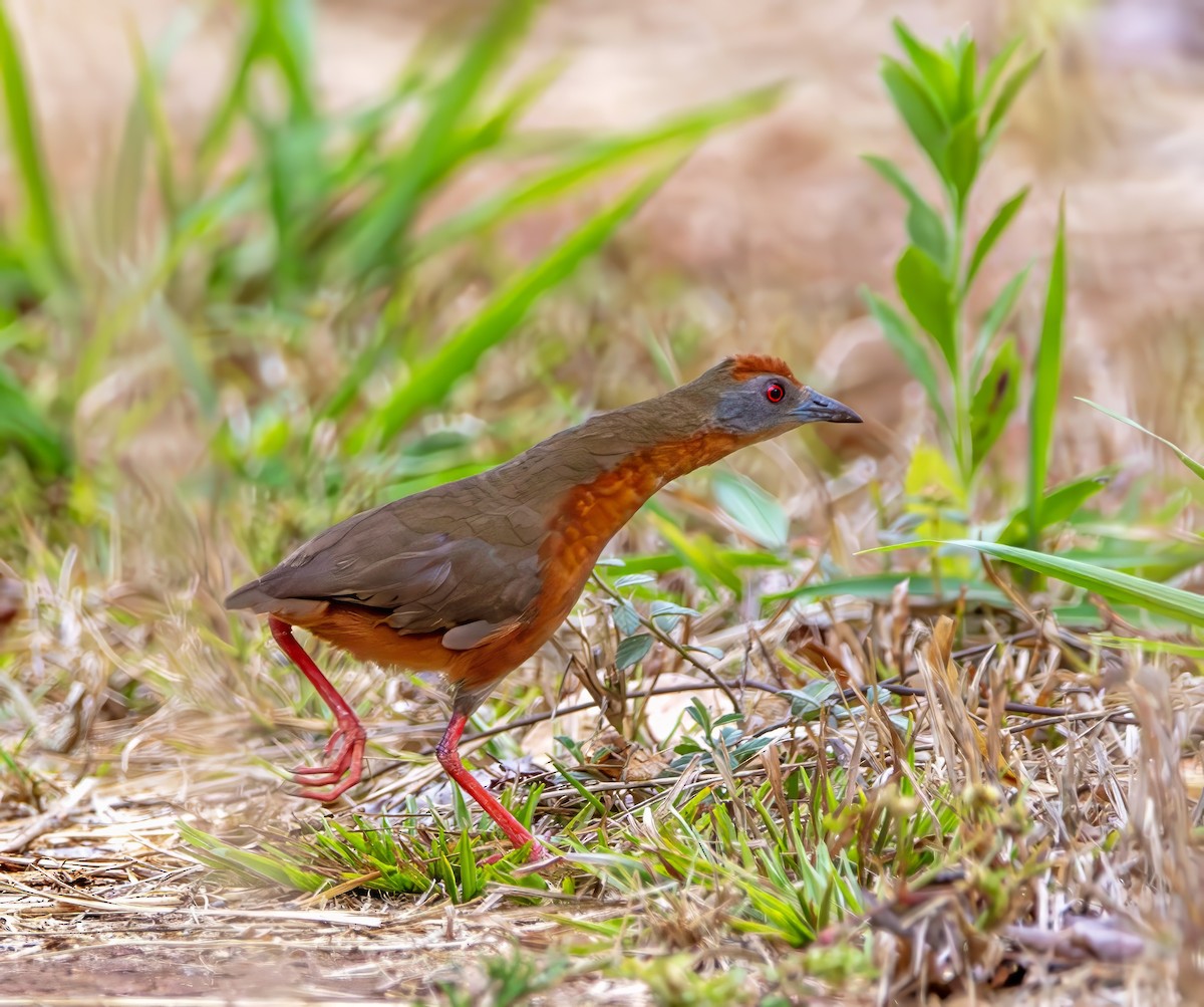 Russet-crowned Crake - ML642419500