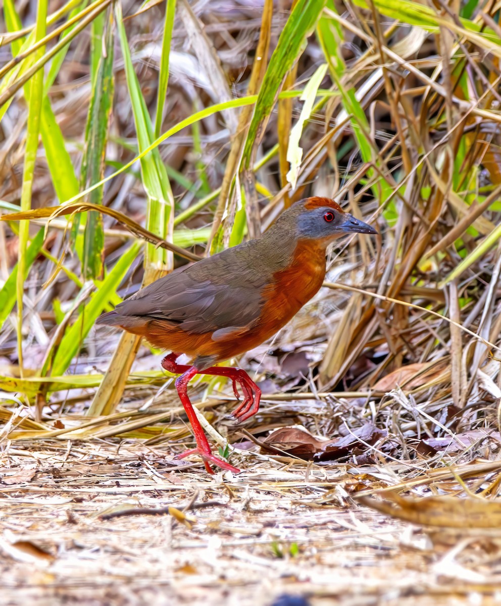 Russet-crowned Crake - ML642419501