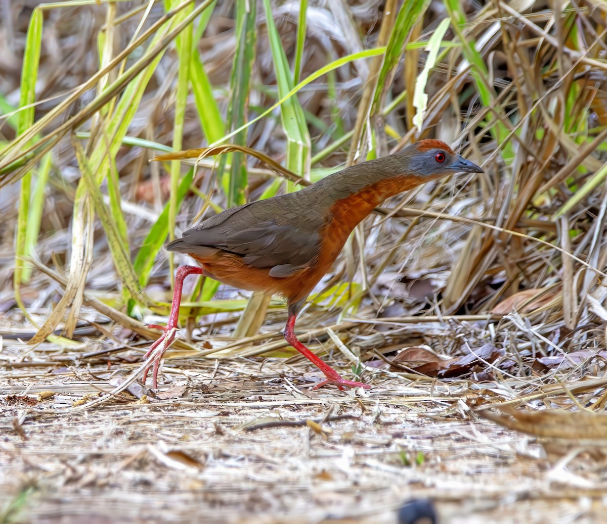 Russet-crowned Crake - ML642419502