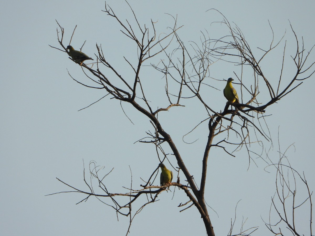 Yellow-footed Green-Pigeon - ML642419516
