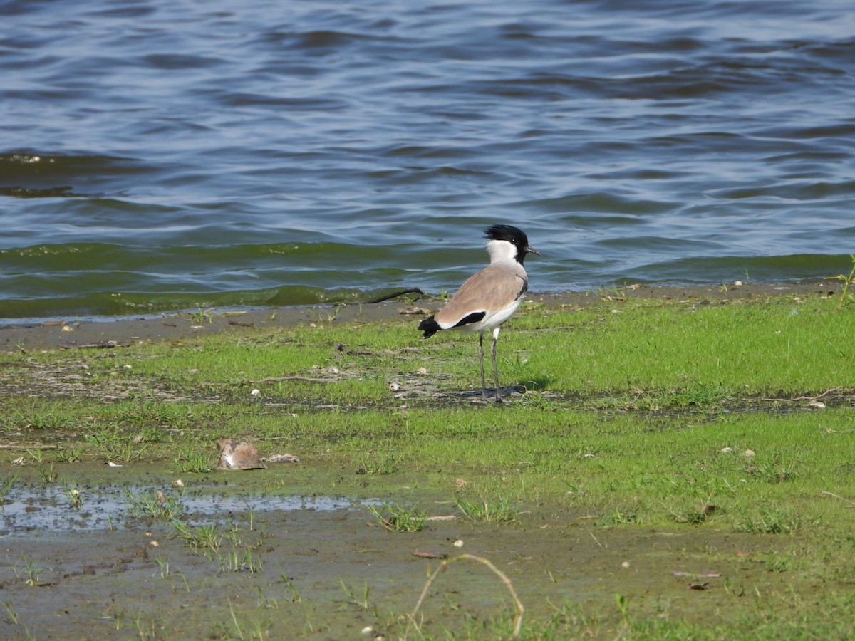 River Lapwing - ML642419534