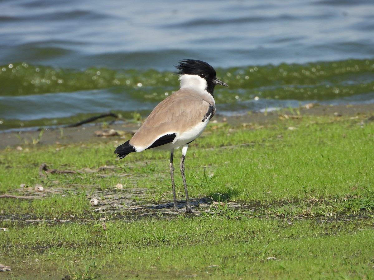 River Lapwing - ML642419535