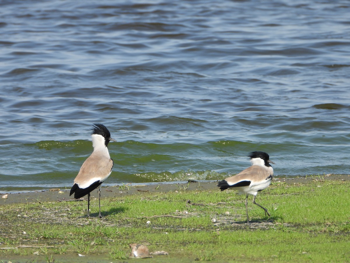 River Lapwing - ML642419536