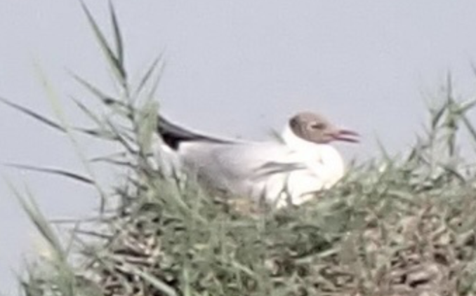 Karabaş Martı - ML642419552