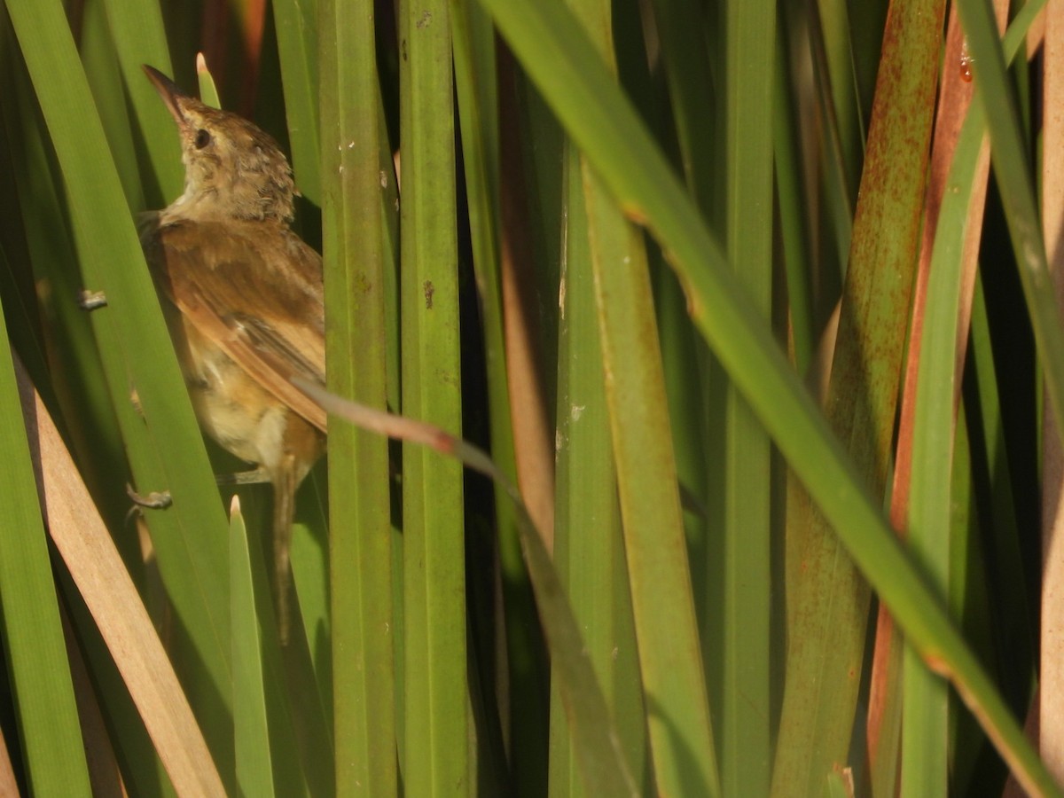 Clamorous Reed Warbler - ML642419554