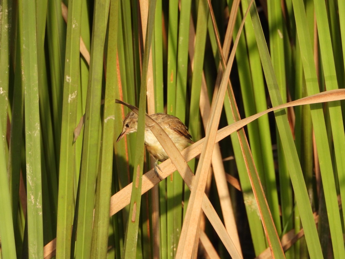 Clamorous Reed Warbler - ML642419555