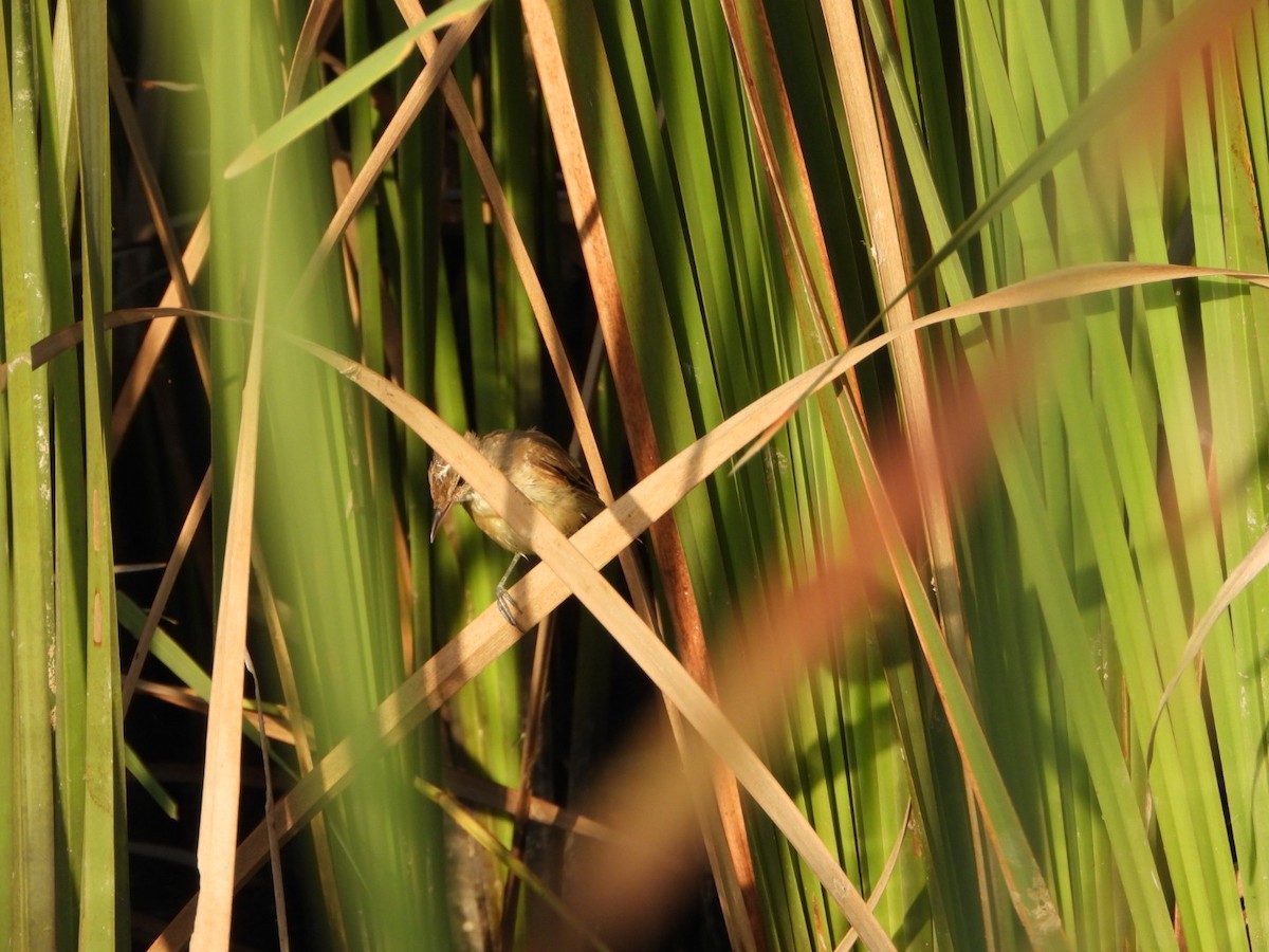 Clamorous Reed Warbler - ML642419556
