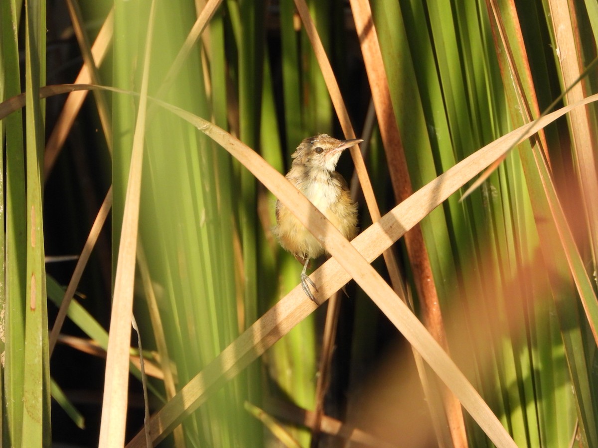 Clamorous Reed Warbler - ML642419557
