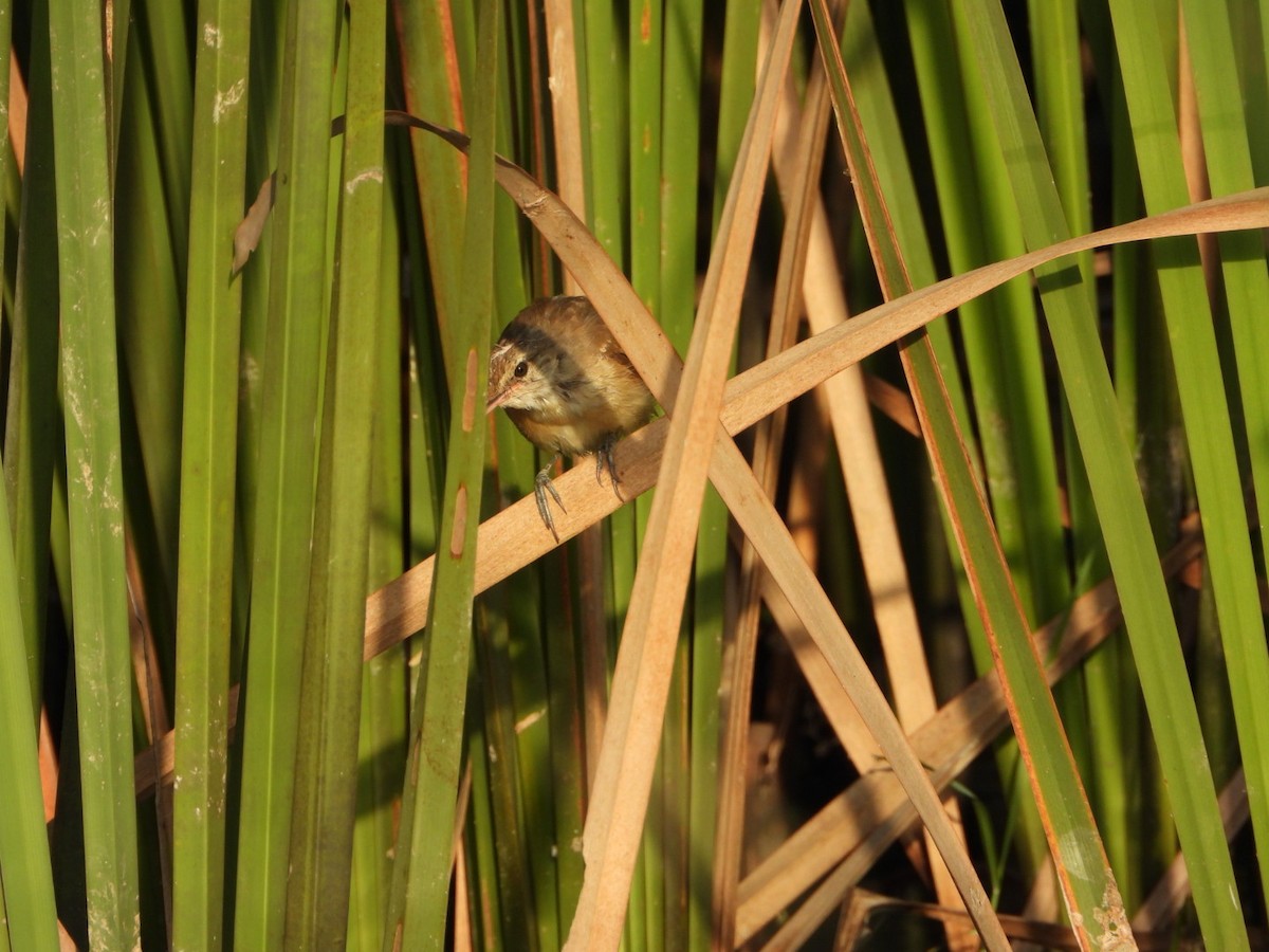 Clamorous Reed Warbler - ML642419558