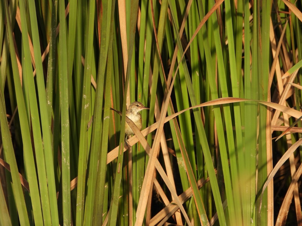 Clamorous Reed Warbler - ML642419559
