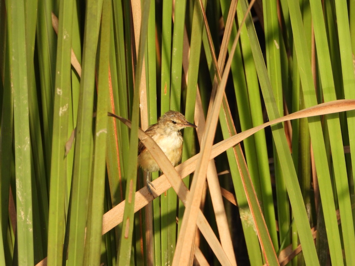 Clamorous Reed Warbler - ML642419560
