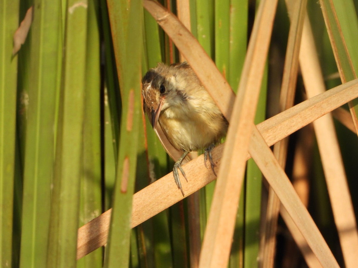 Clamorous Reed Warbler - ML642419561