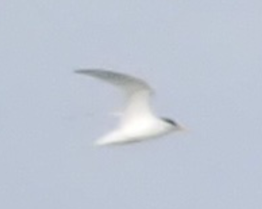 Küçük Sumru - ML642419566