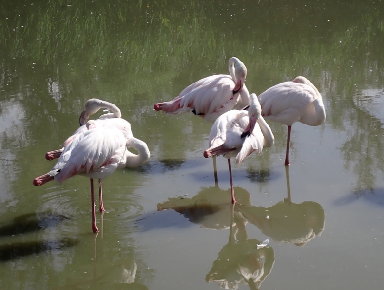 Flamingo - ML642419579