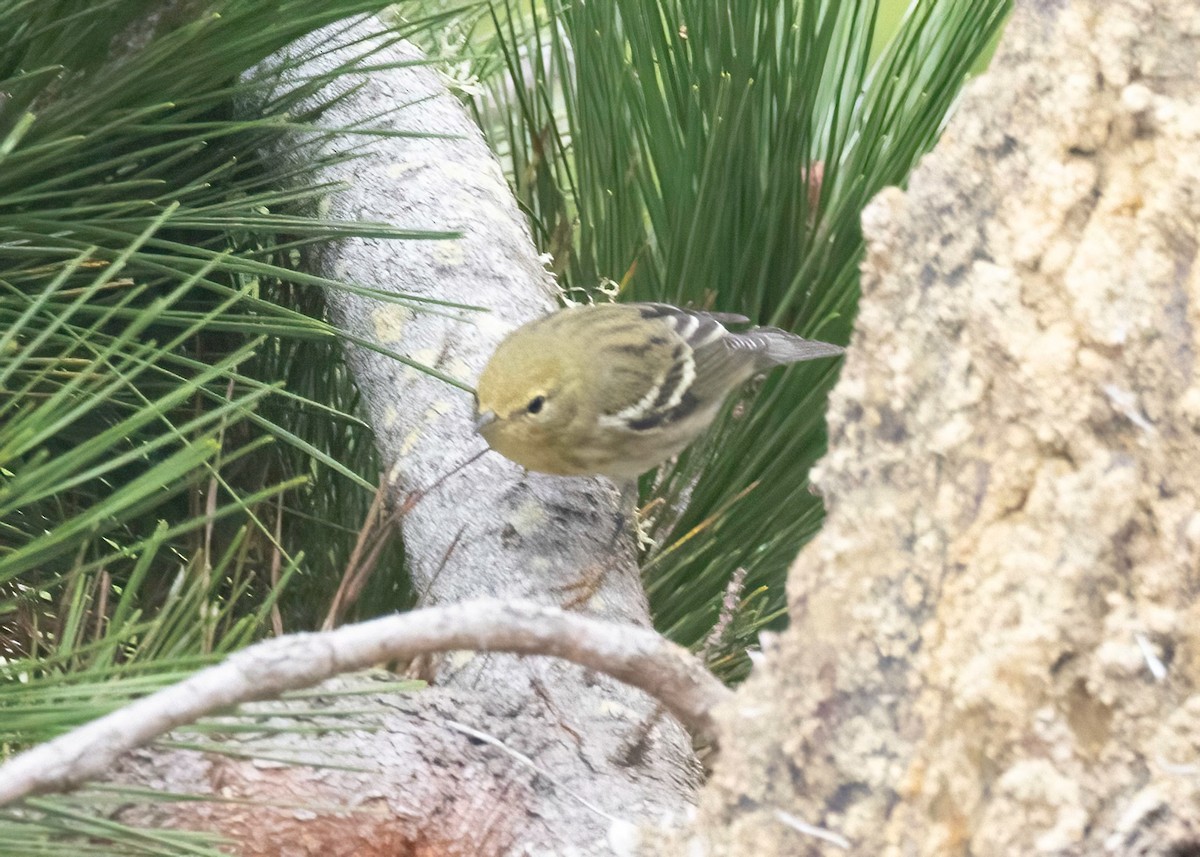 Blackpoll Warbler - ML642419586