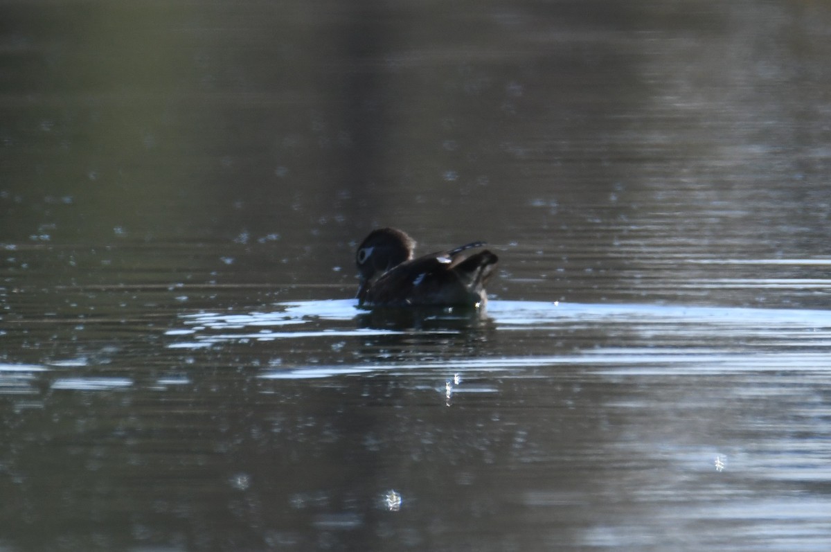 Wood Duck - ML642419588