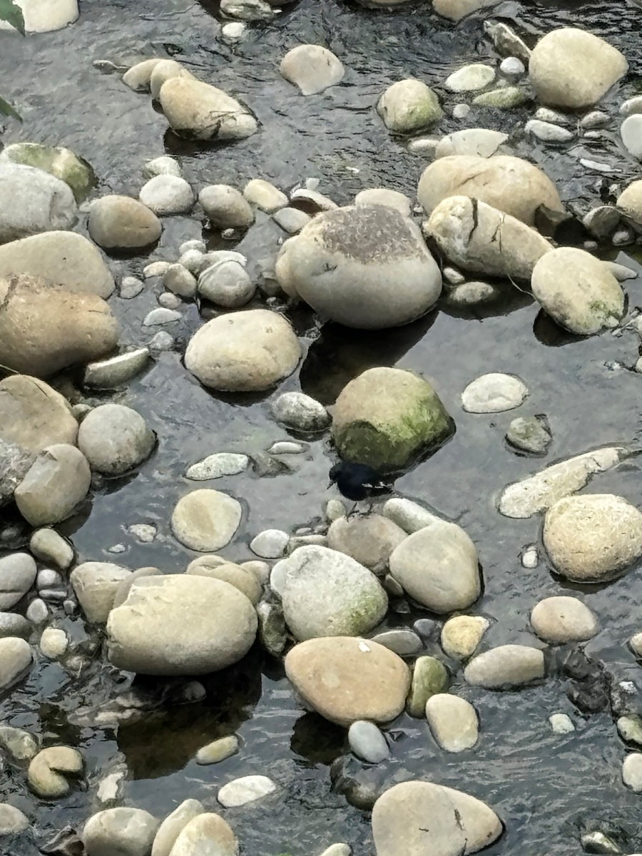 鵲鴝 - ML642419665