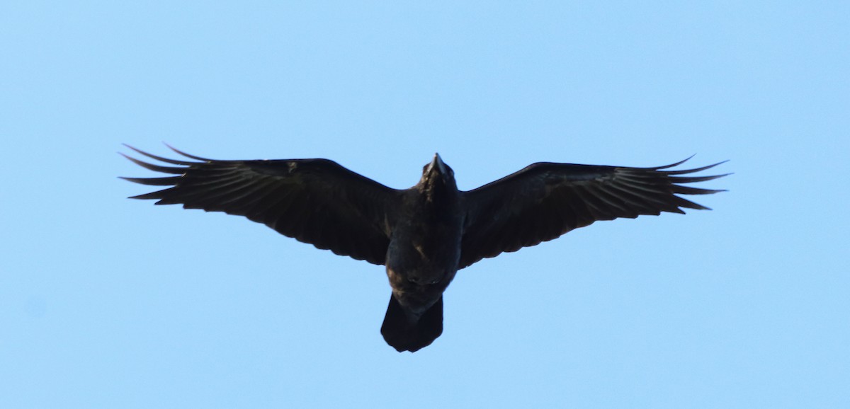 Common Raven - ML642419688