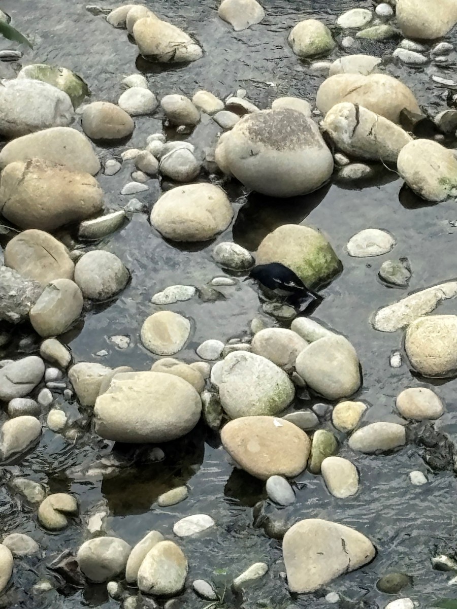 鵲鴝 - ML642419693