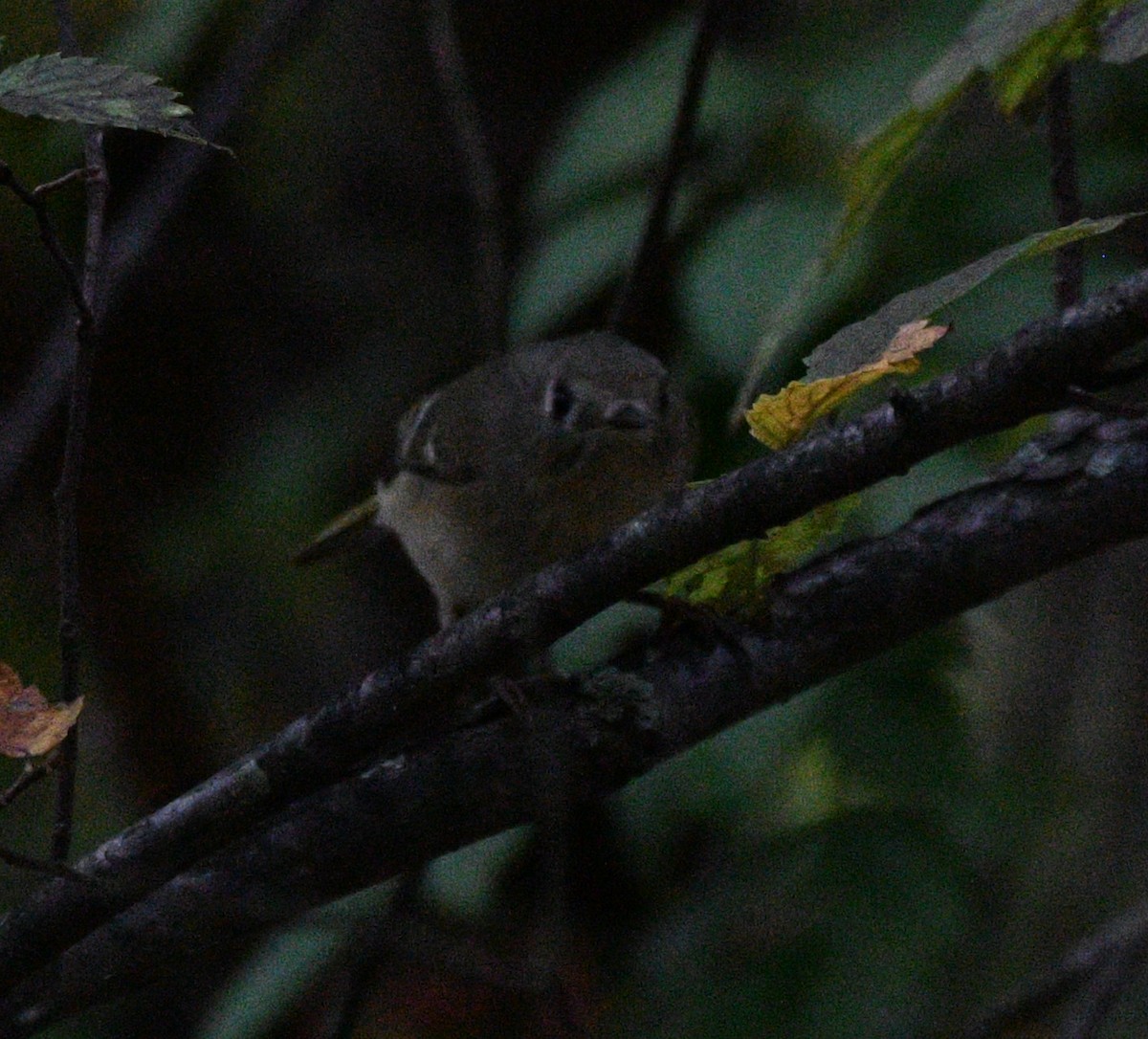 Ruby-crowned Kinglet - ML642419717
