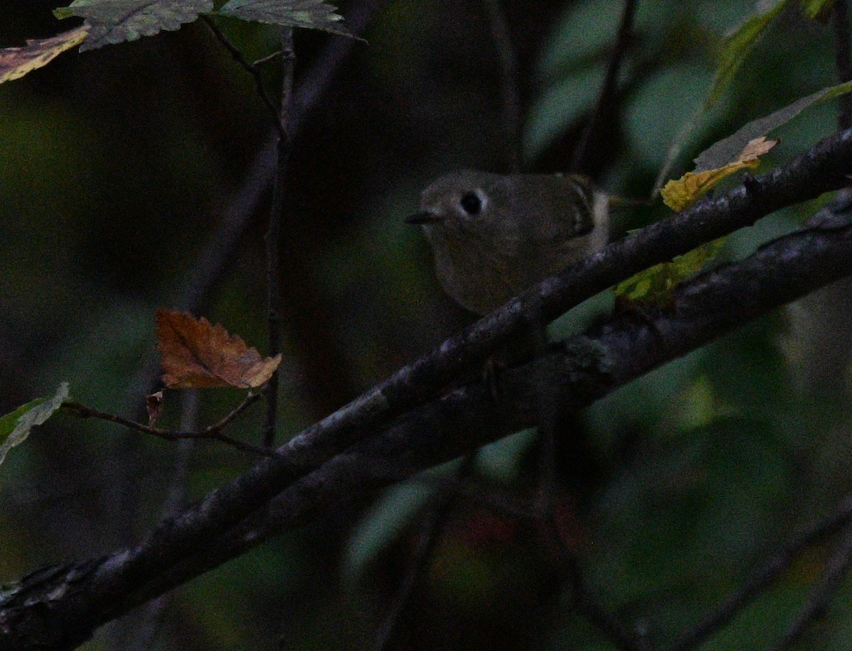 Ruby-crowned Kinglet - ML642419718
