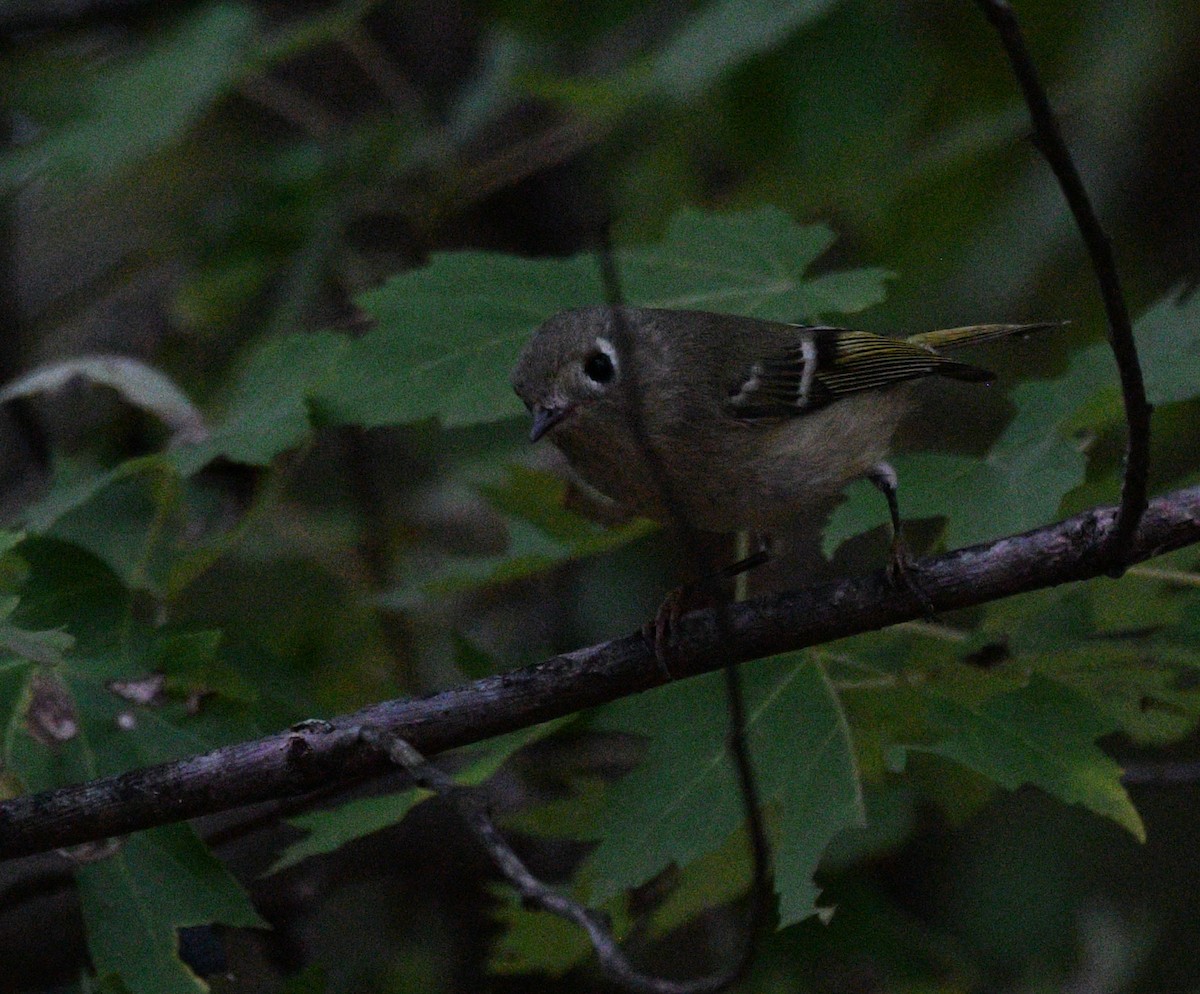 Ruby-crowned Kinglet - ML642419720