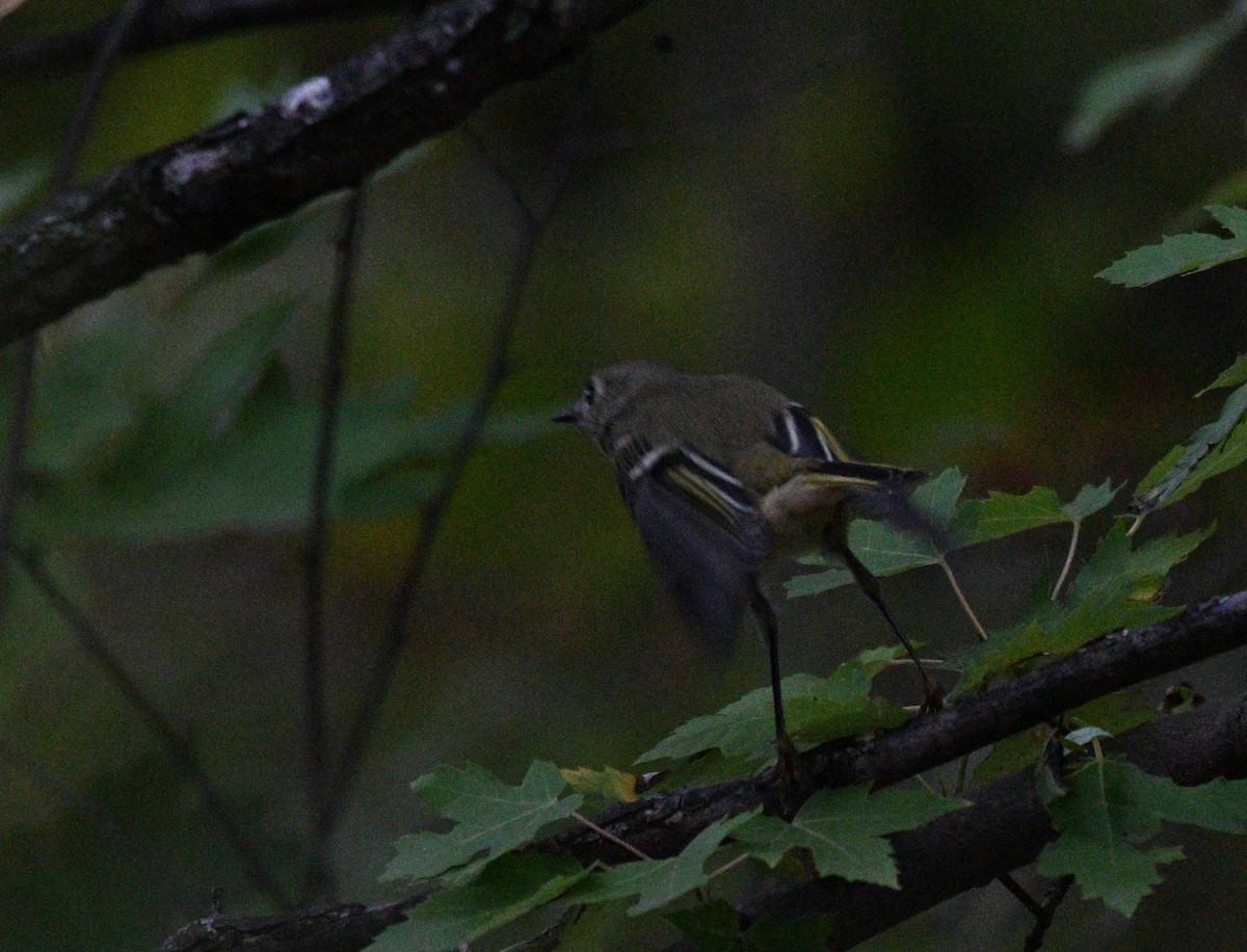 Ruby-crowned Kinglet - ML642419721