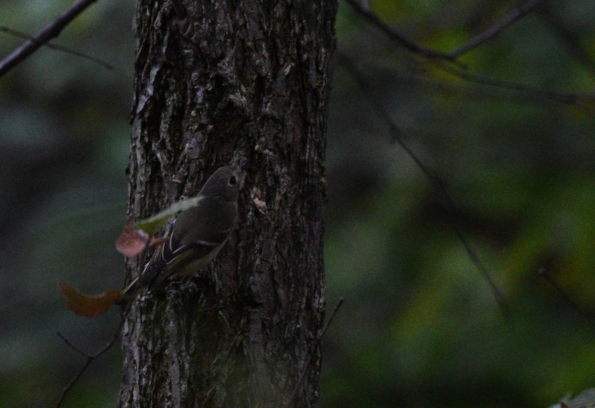 Ruby-crowned Kinglet - ML642419722