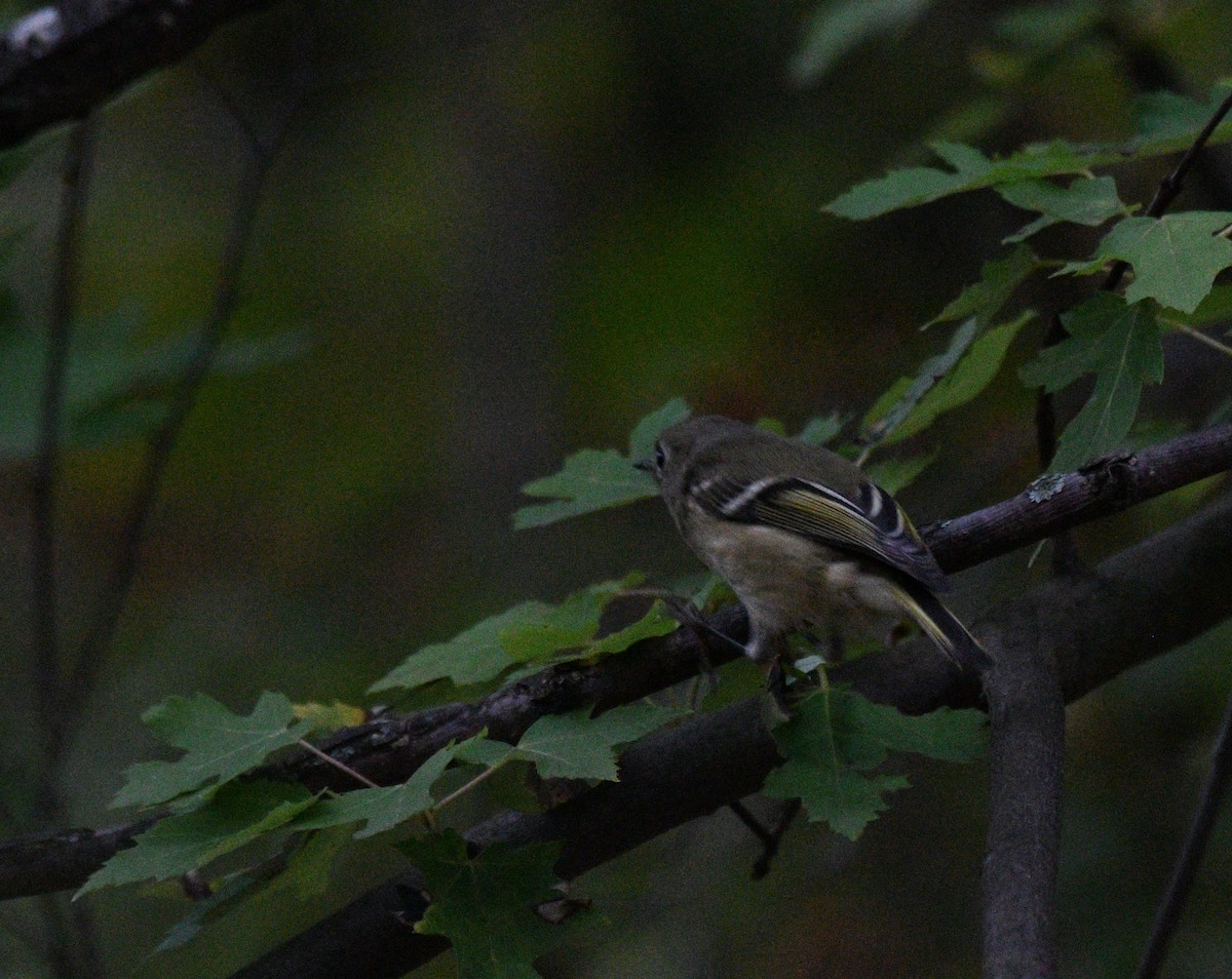Ruby-crowned Kinglet - ML642419723
