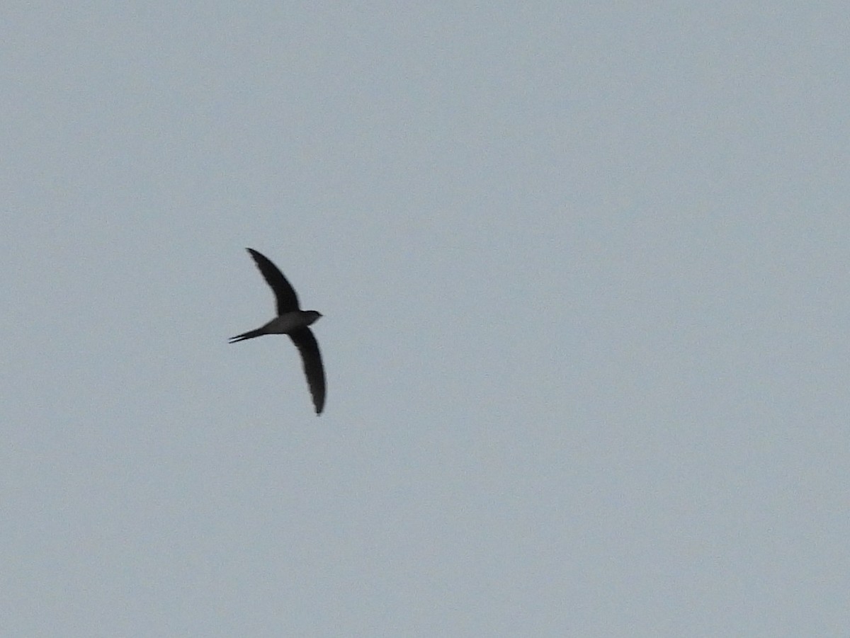Gray-rumped Treeswift - ML642419793