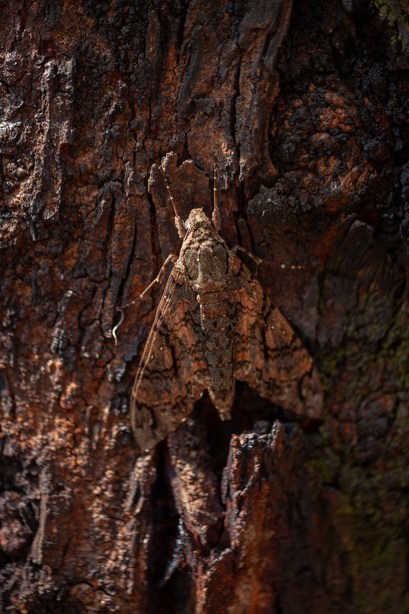 Animals - ML642419831