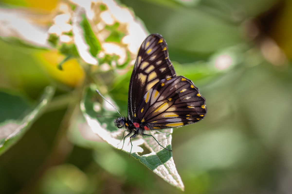 Animals - ML642419835