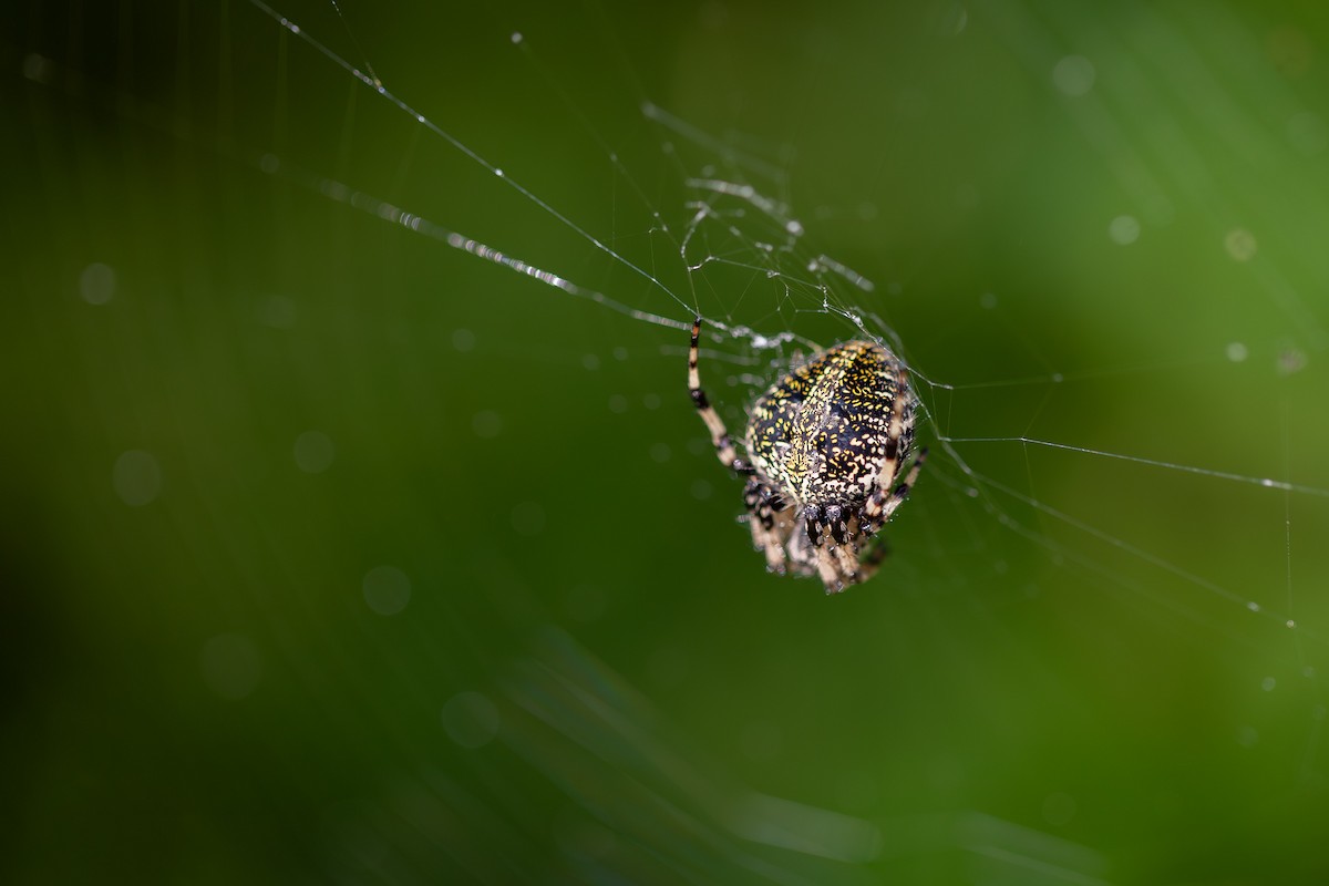 Animals - ML642419838