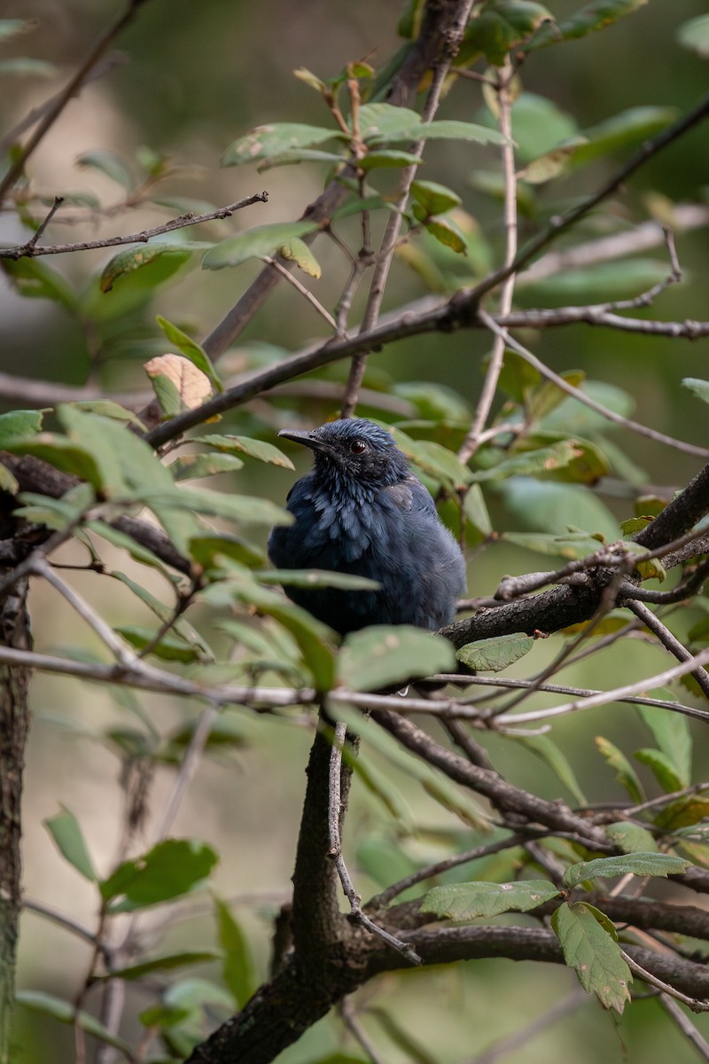 blåspottefugl - ML642419841