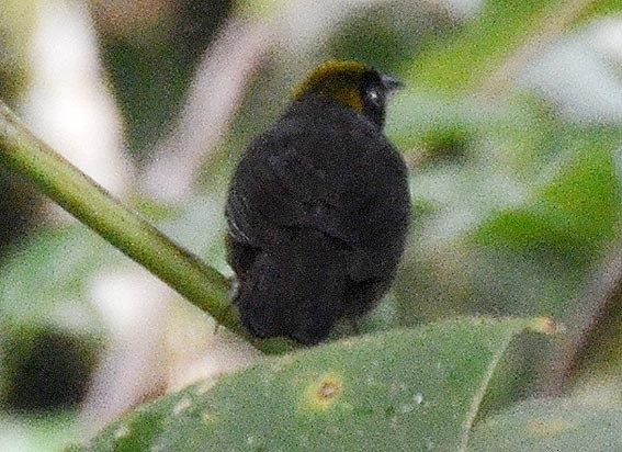 Tangara Carinegruzca - ML642419895