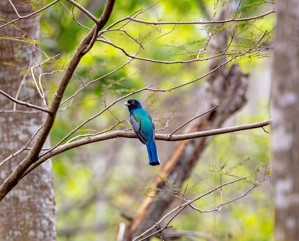 Surucua Trogon - ML642419933