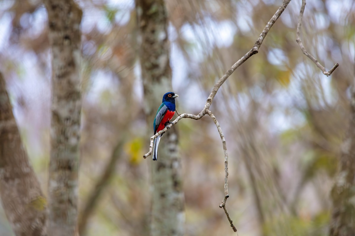 Surucua Trogon - ML642419934