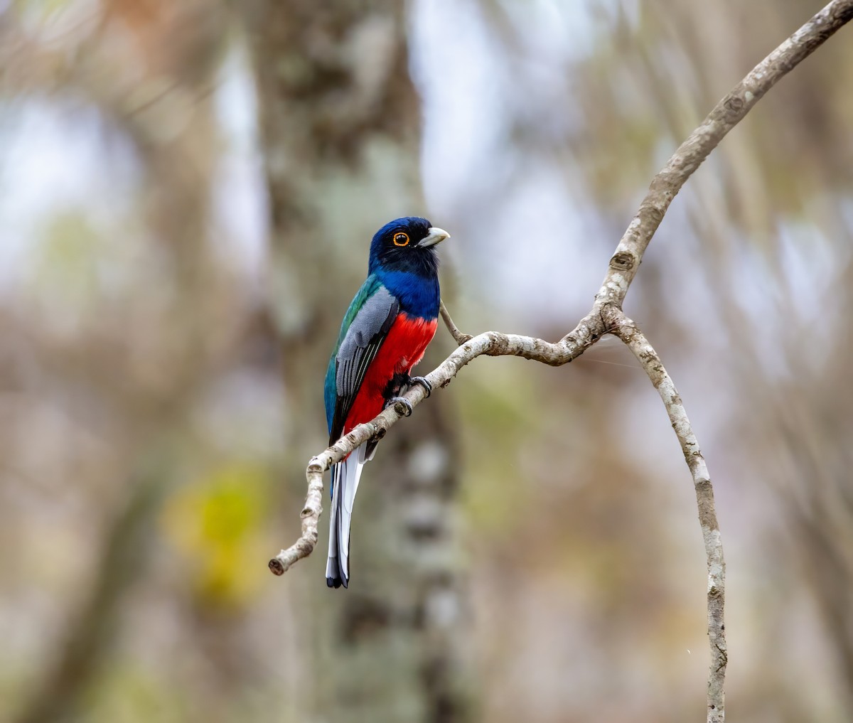 Surucua Trogon - ML642419935
