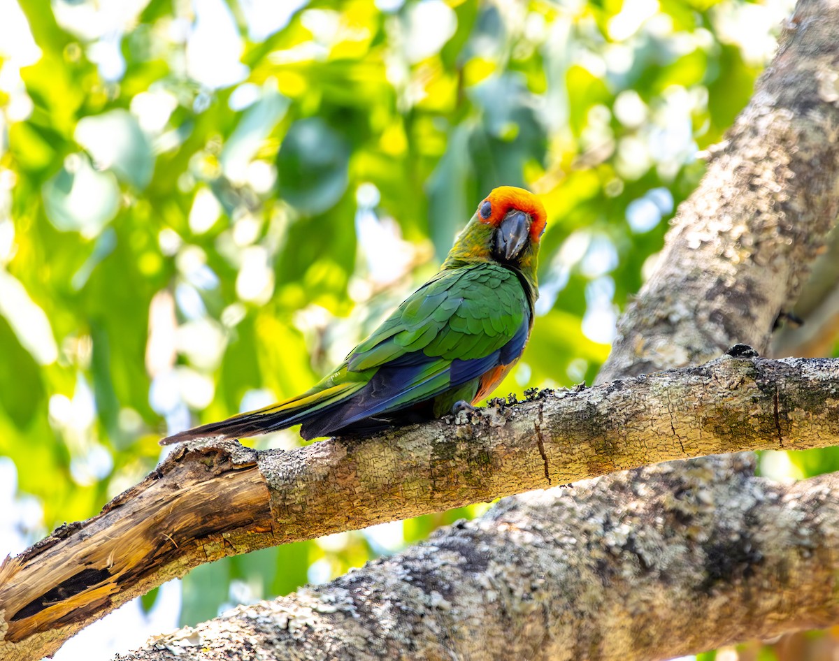 Golden-capped Parakeet - ML642419937