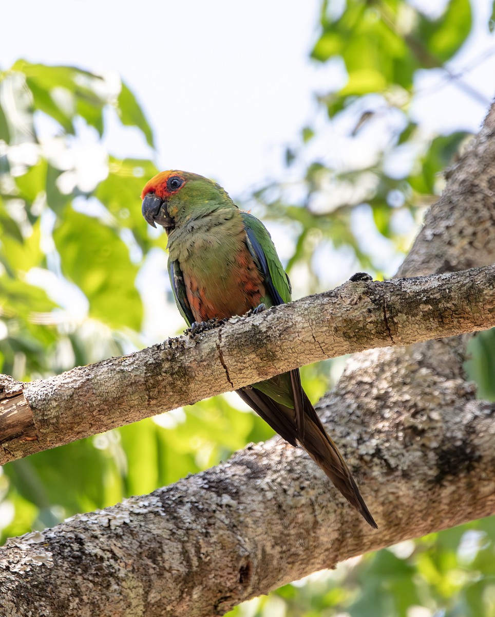 Golden-capped Parakeet - ML642419938