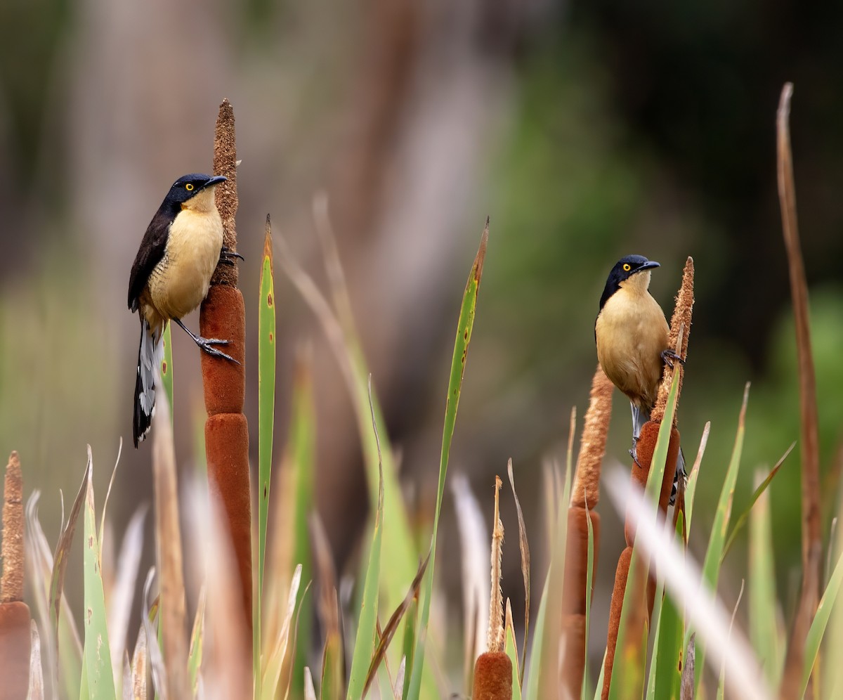 Black-capped Donacobius - ML642419946