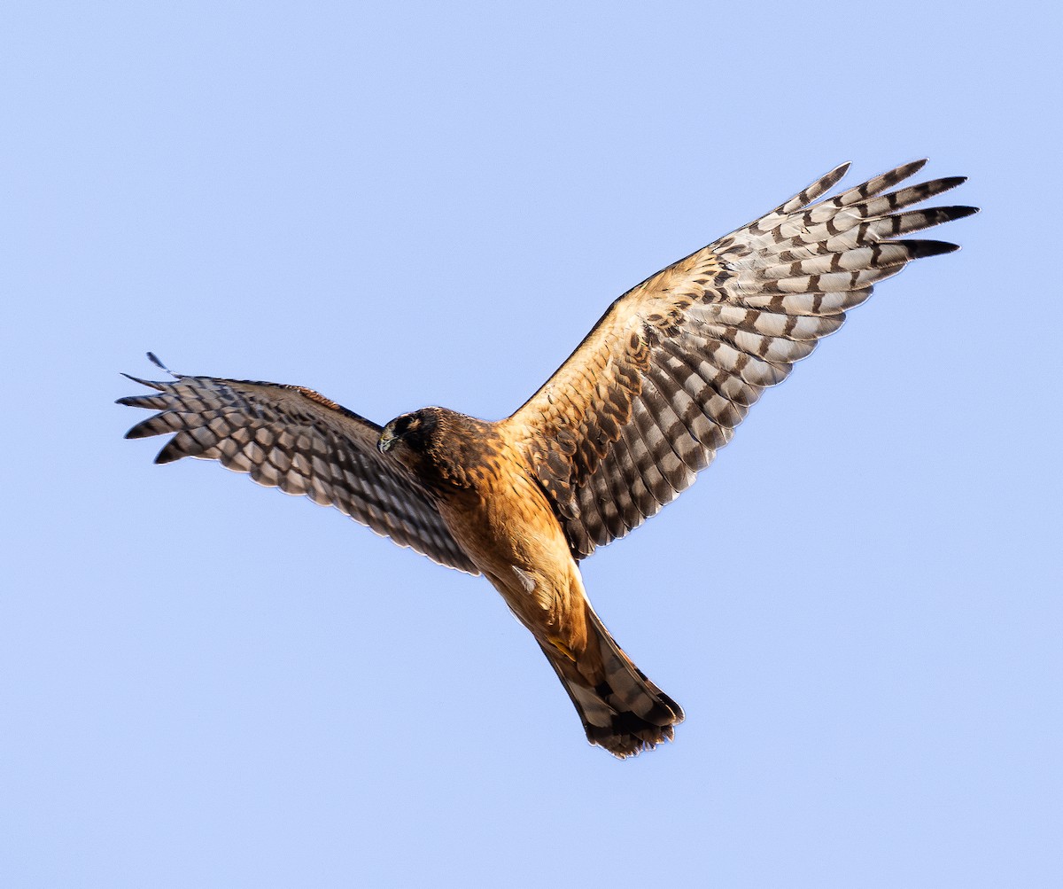 Aguilucho de Hudson - ML642419994