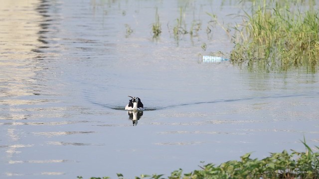 Knob-billed Duck - ML642420004