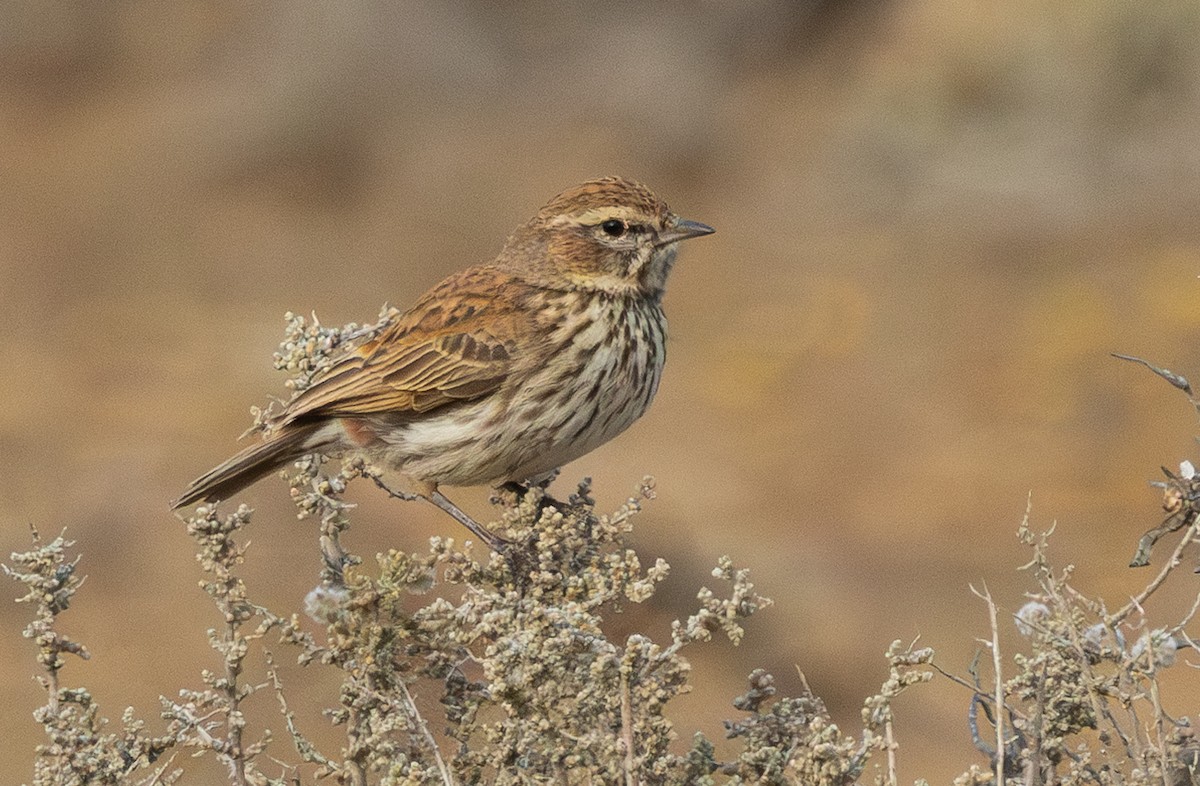 Karoo Lark - ML642420012