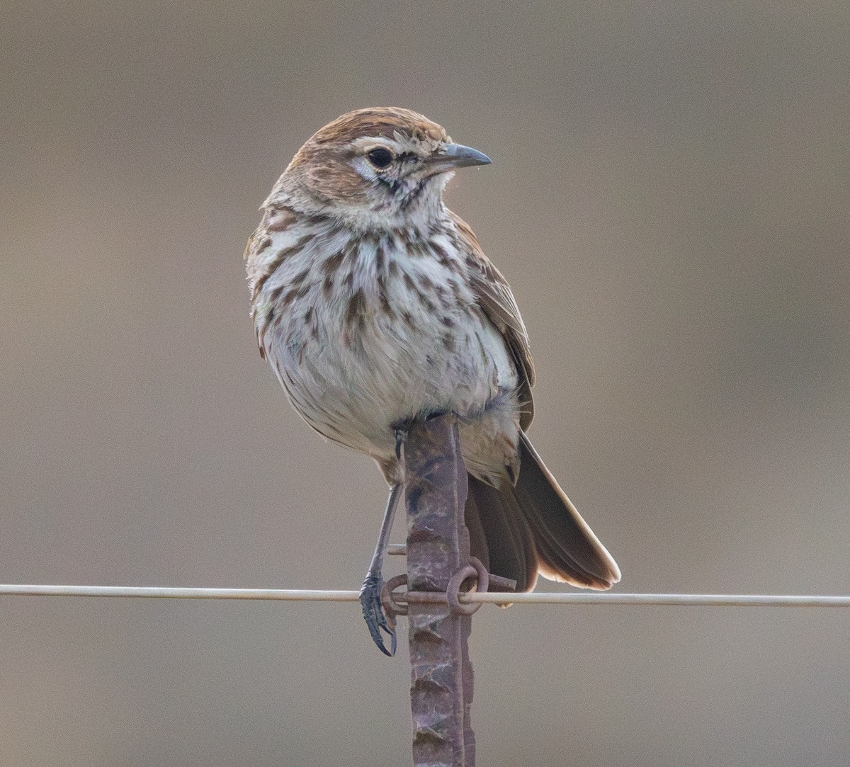 Karoo Lark - ML642420013
