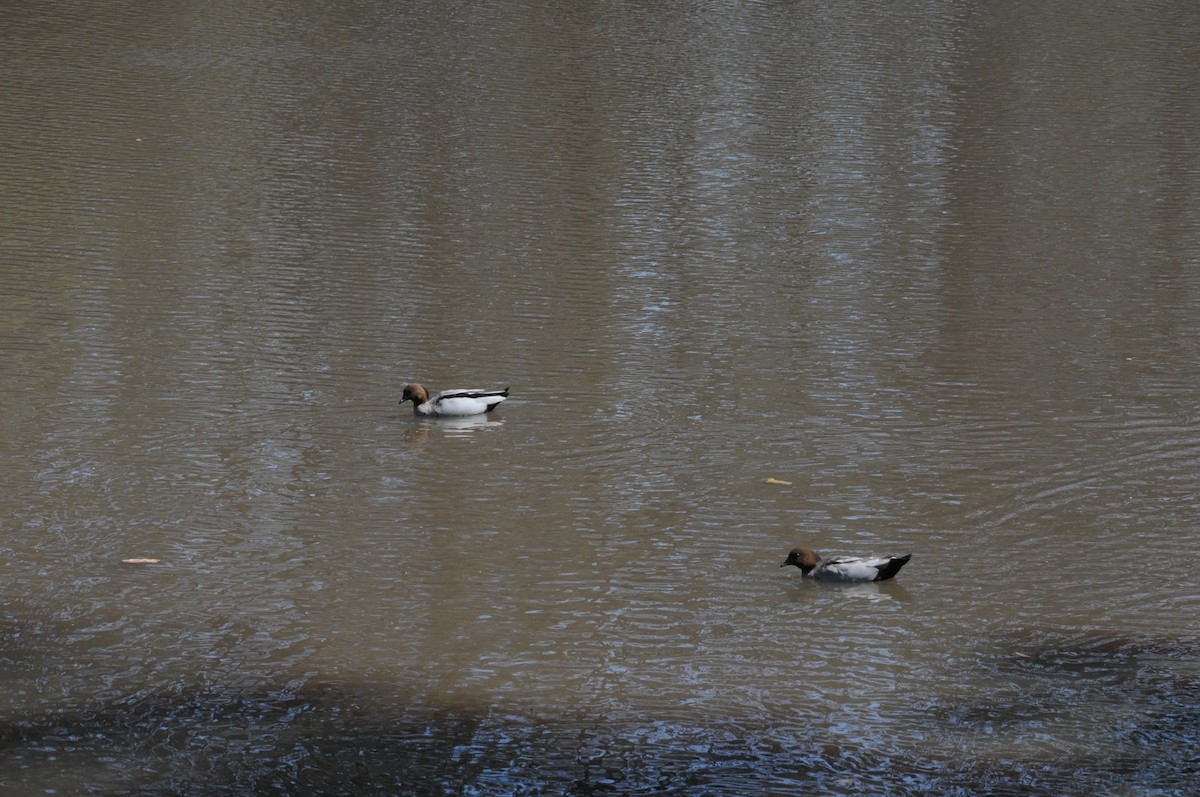 Maned Duck - ML642420014